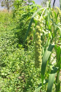 mature Millet seed head
