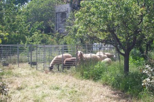 Sheep turning grass into fertility